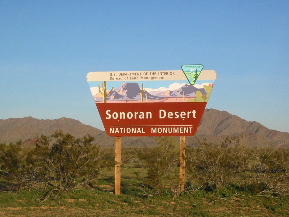 Sonoran Desert phoenix